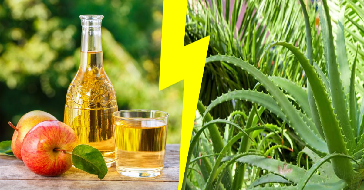 Aloe Vera vs. Apple Cider Vinegar: Which one should you take?