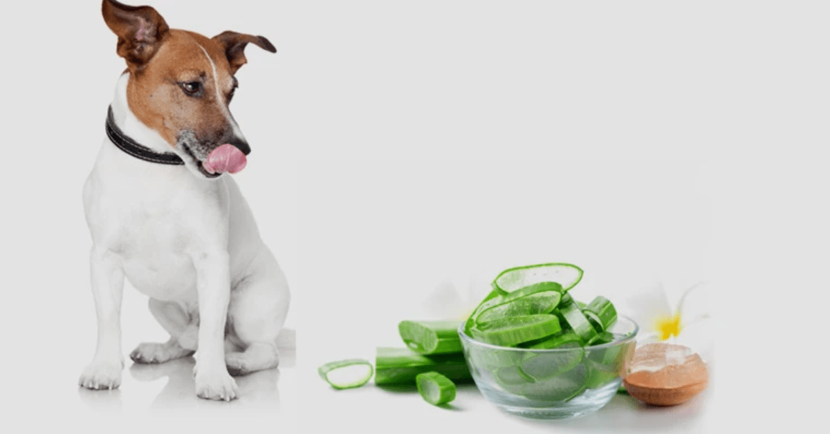 Aloe Vera For Dogs: Healthy or Unhealthy? - AloeCure