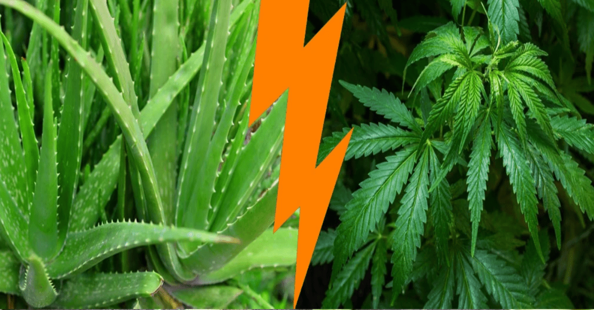 Aloe Vera vs CBD: Which is Better? - AloeCure