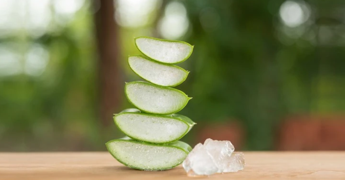 Aloe Vera: Introduction, Uses, Benefits, Side Effects and More