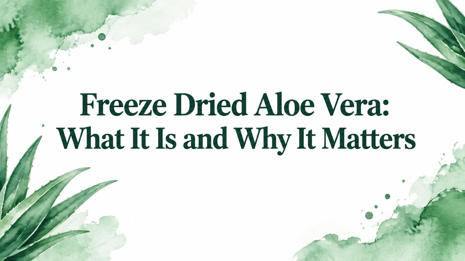 Freeze Dried Aloe Vera: What It Is and Why It Matters