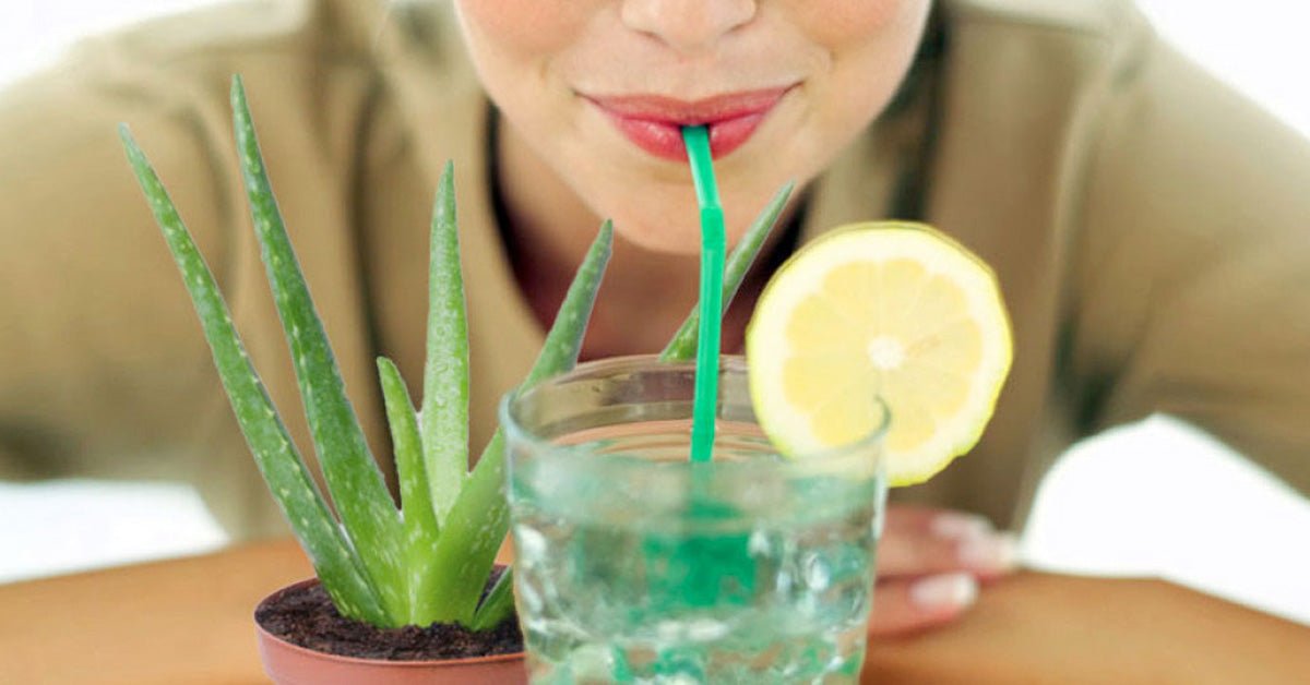 Es comestible el aloe vera? Beneficios del Aloe Vera para la salud di -  AloeCure