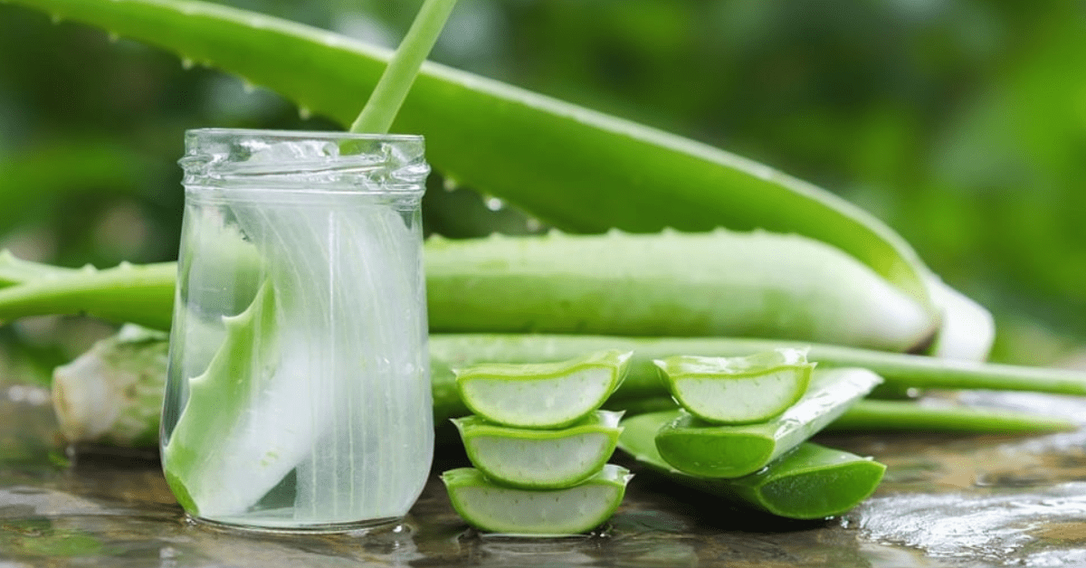 aloe vera tea tree oil Tea Tree Oil Cream