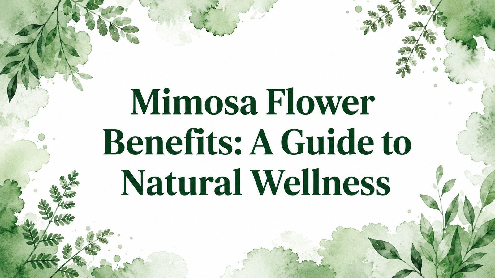 Mimosa Flower Benefits: A Guide to Natural Wellness