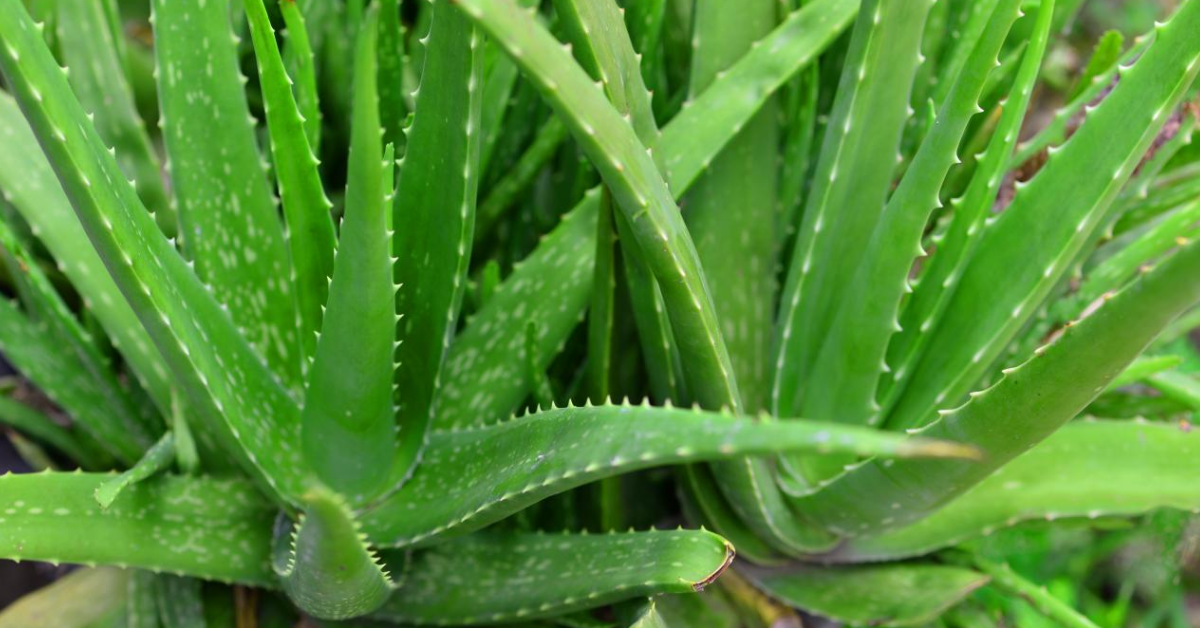 How much Aloe Vera juice should you drink daily?