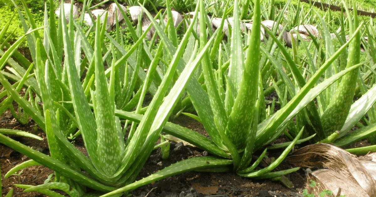 What Does Aloe Juice Taste Like? - AloeCure