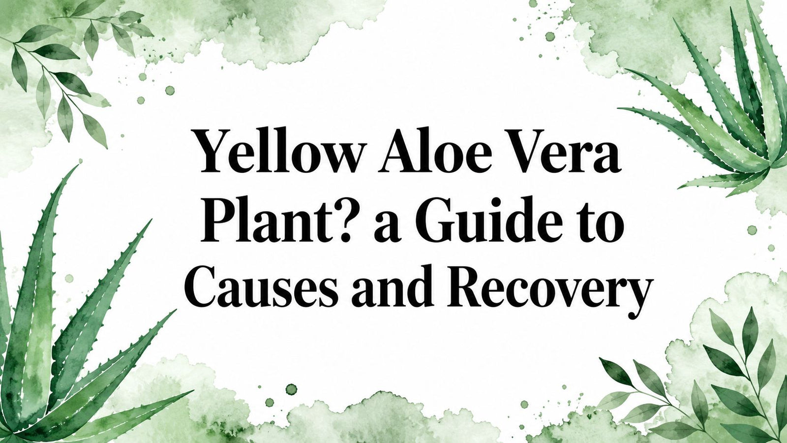 Yellow Aloe Vera Plant? a Guide to Causes and Recovery